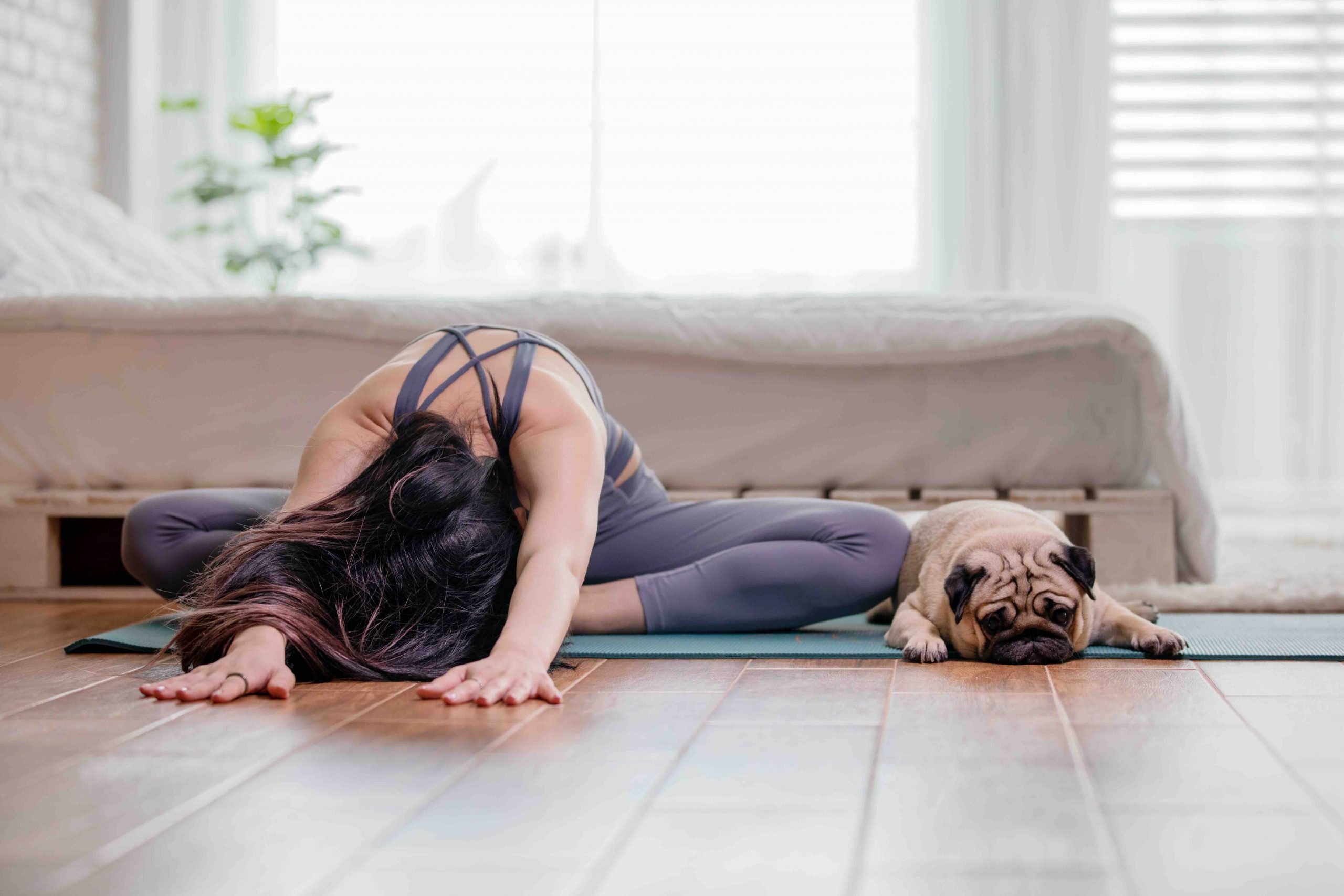 woman practice yoga with dog pug breed