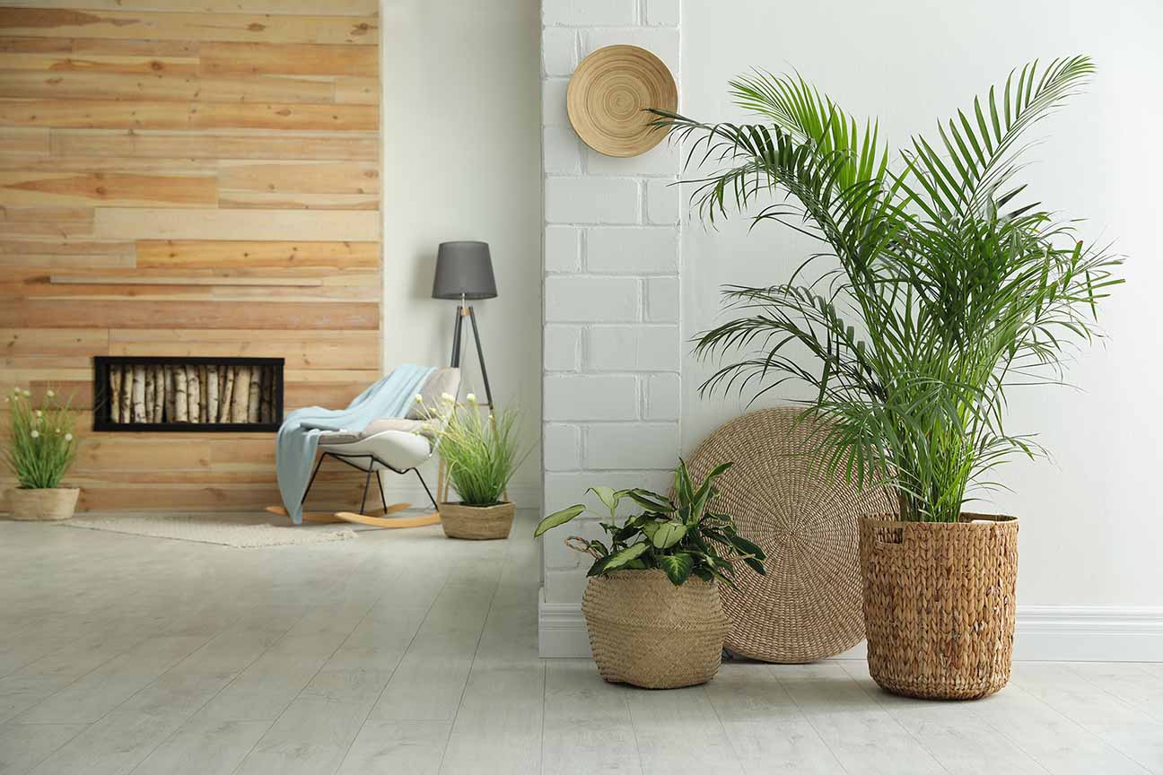 Houseplants in wicker pots on floor indoors. Interior design
