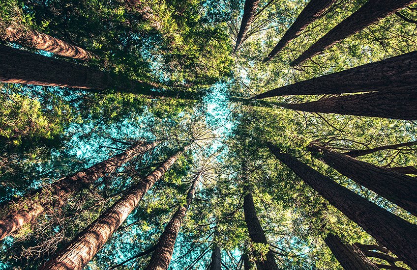 ForestBathing 1