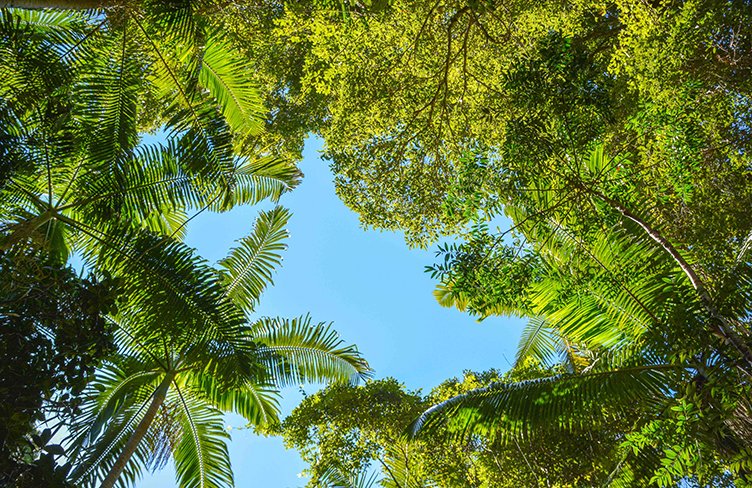 Pile Valley Rainforest canopy LOW