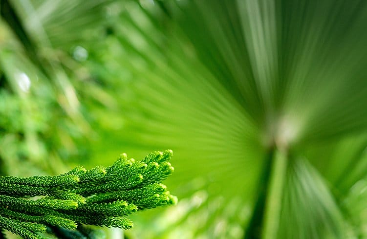 norfolk pine upcloselow