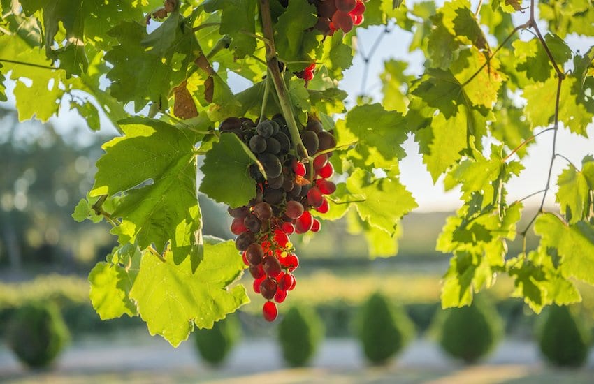 Grapes in the Barossa_South Australia