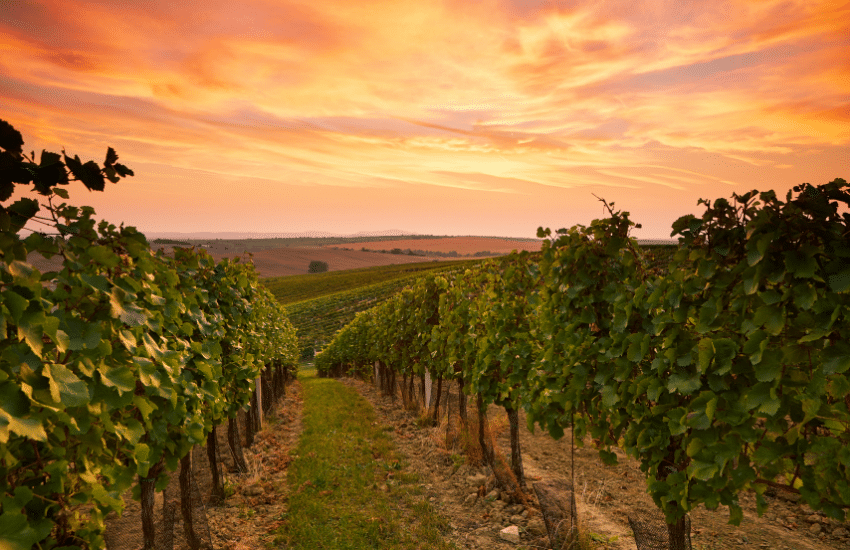 Vineyards in Adelaide