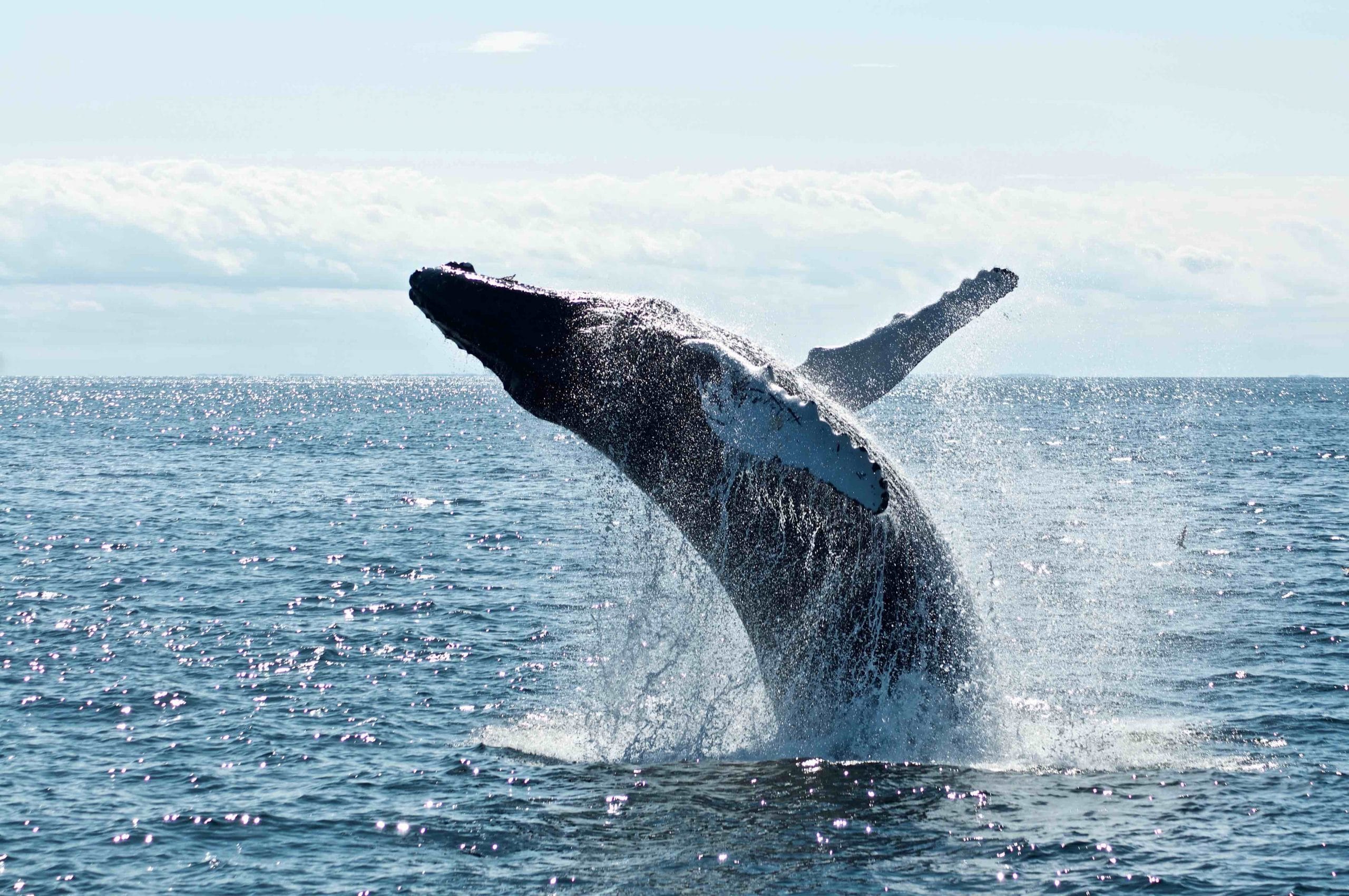 Whales off Fraser Island