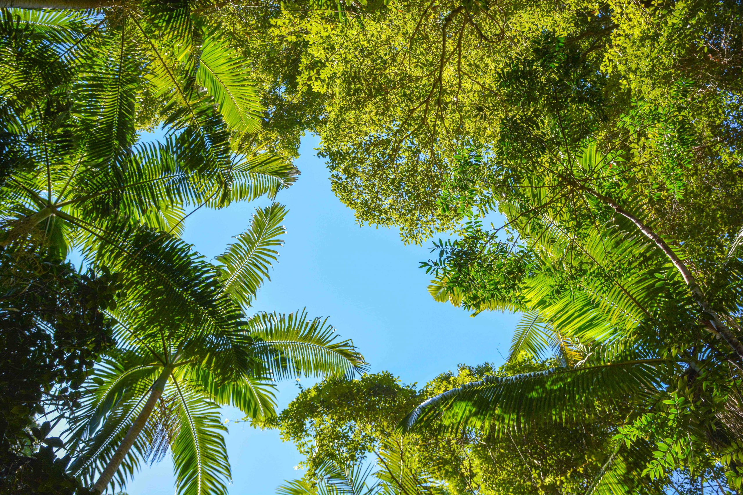 rainforest Canopy at Pile Valley on Fraser Island