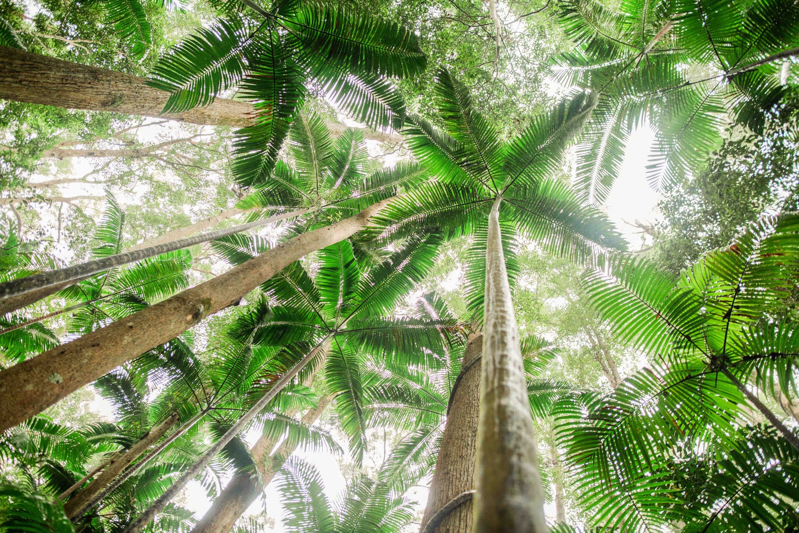 Rainforest on Fraser Island