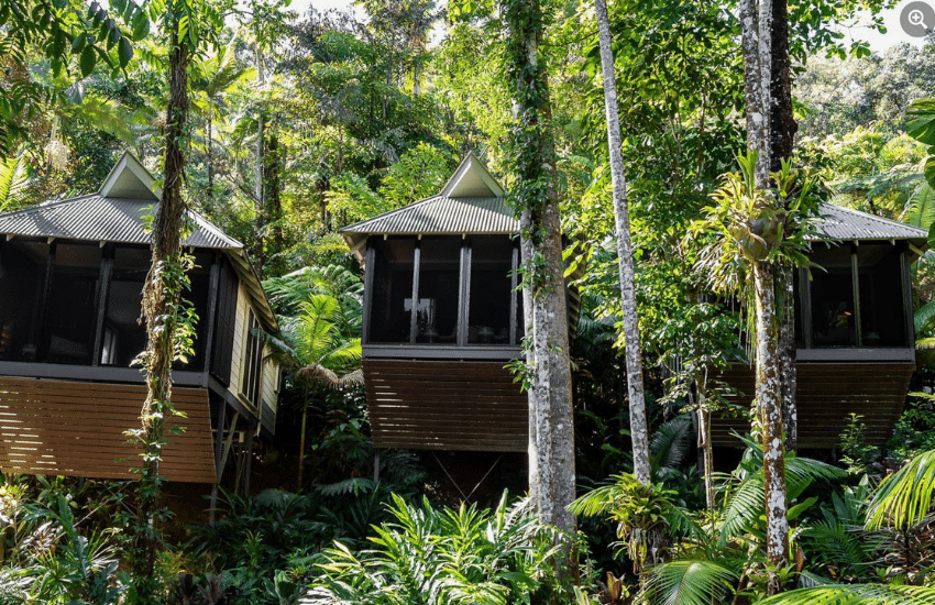Daintree Forest
